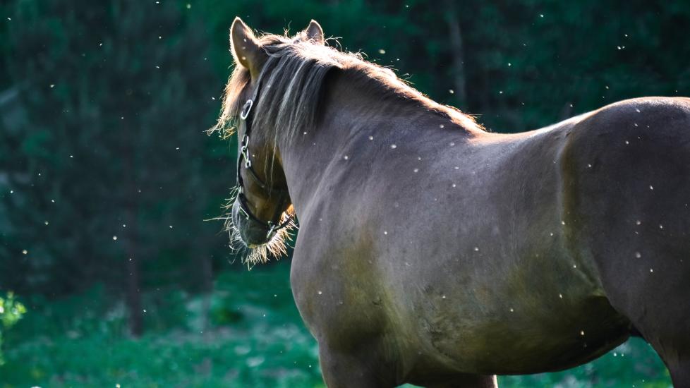 view of the back of a horse with flies surrounding them