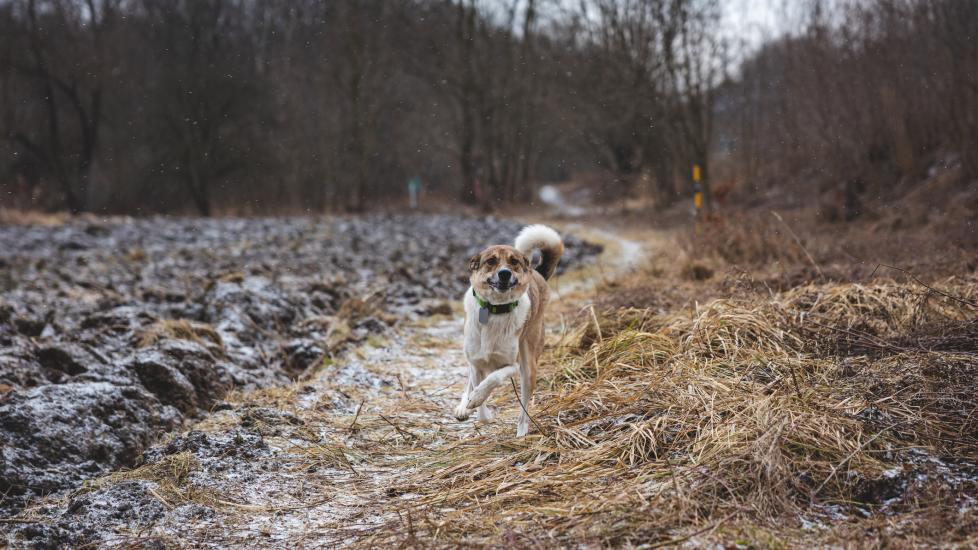 histoplasmosis in dogs; a dog runs through the woods in the winter.
