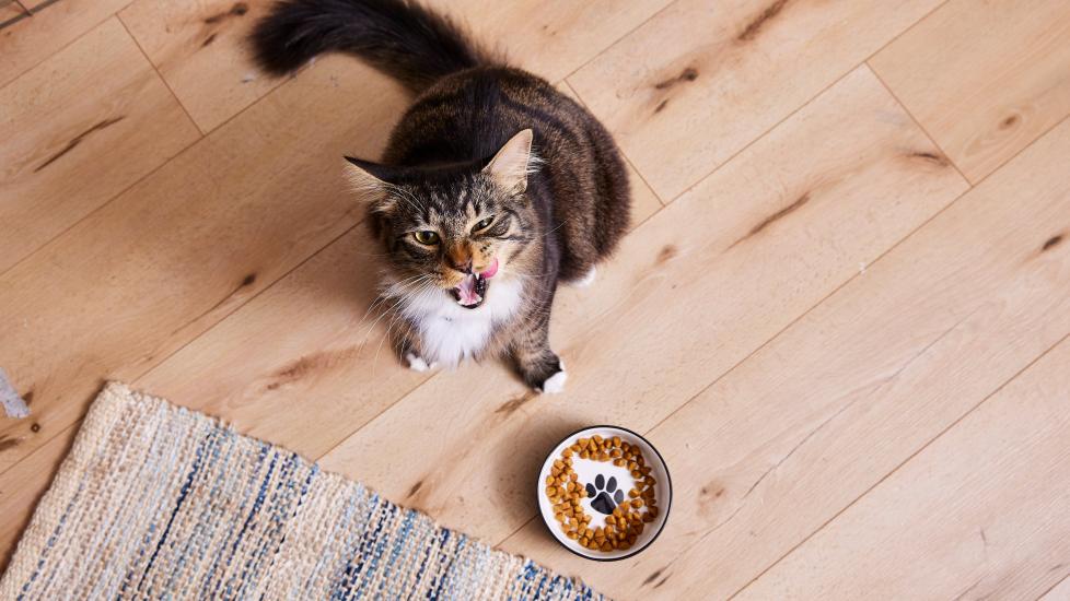 A tabby cat with a bowl of dry food looks up at the camera.