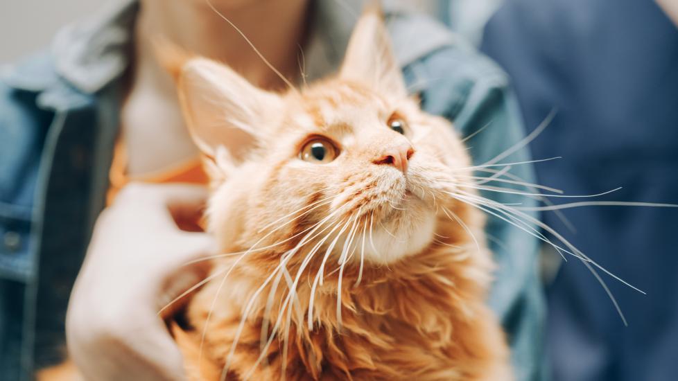 pyruvate kinase deficiency; a cat is examined at the vet.