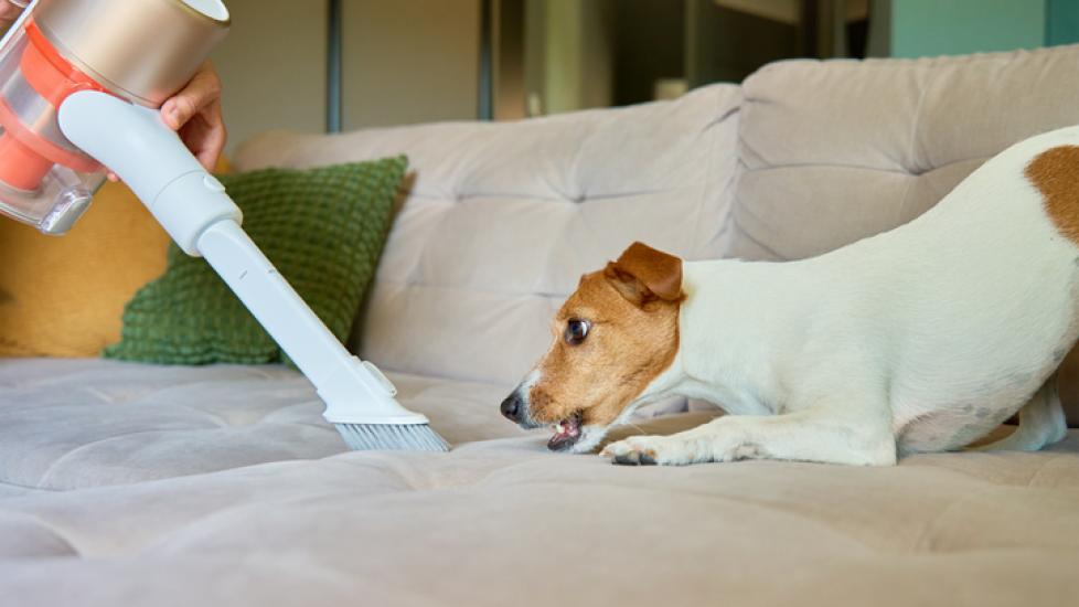 A Jack Russell Terrier on a beige velvet sofa growls at a handheld vacuum nearby.