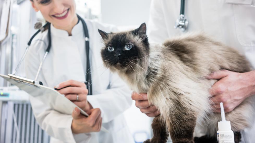 aspiration pneumonia in cats; a Himalayan cat is examined by veterinarians.