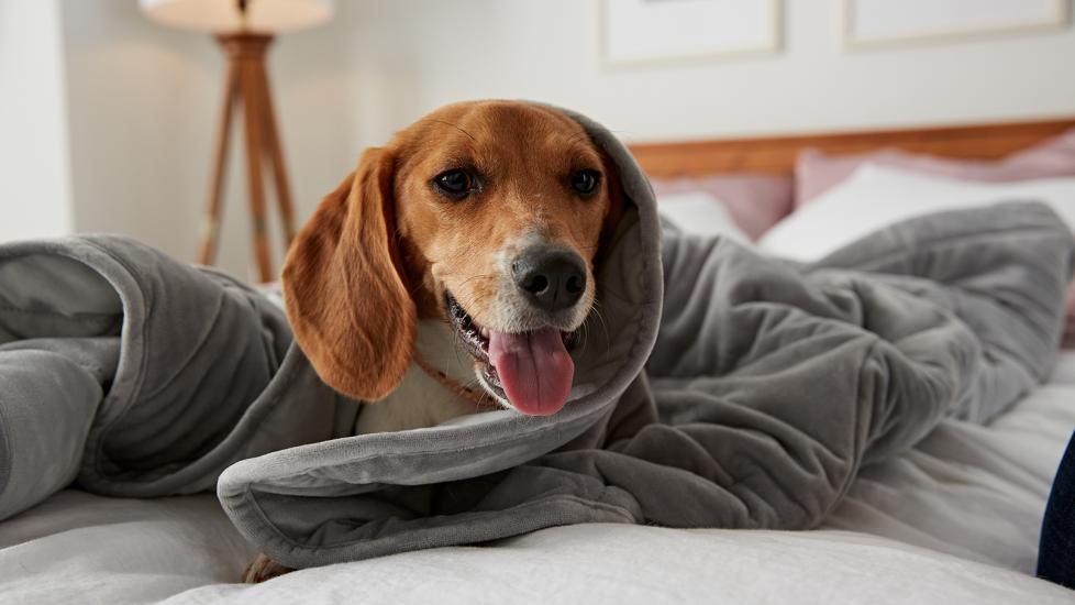 Dog covered up in blanket