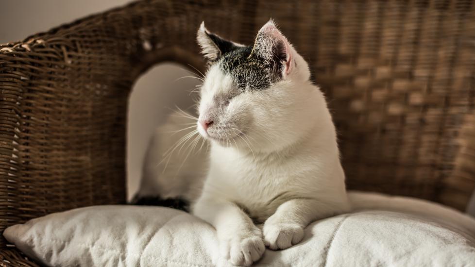 blind cat; a cat who is blind lounges on a pillow on a couch.