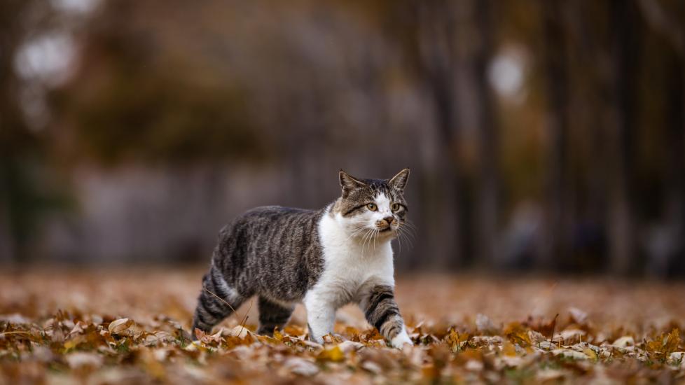 bobcat fever in cats; a cat wanders around outdoors.