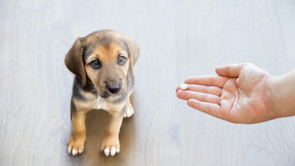 aspirin poisoning in dogs; a pill is offered to a dog.
