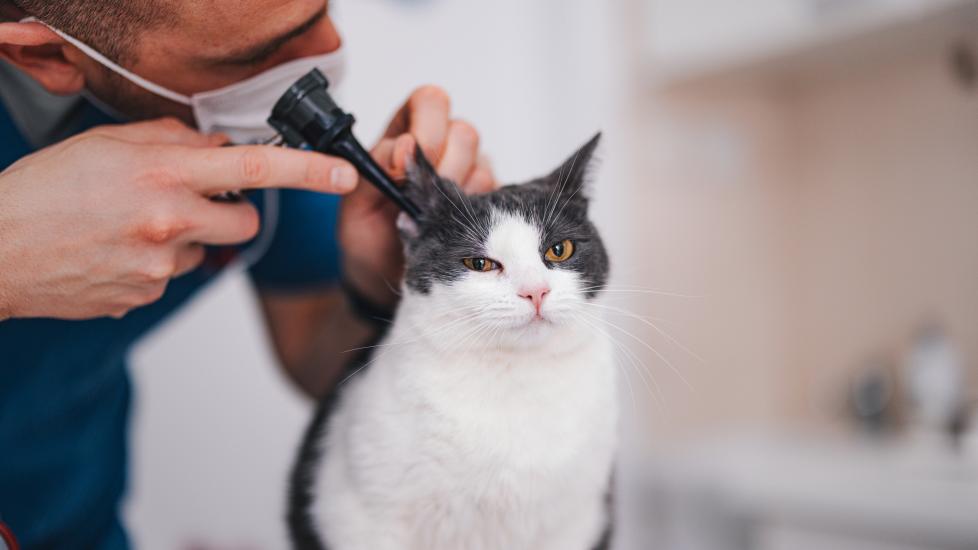 cat ear problems; a cat’s ears are examined by their veterinarian.