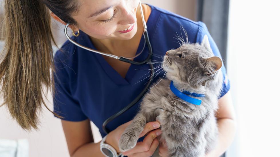 cat intestinal blockage surgery; a cat looks up at their vet.