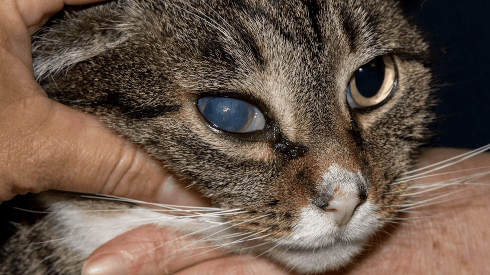 cat with a cloudy eye