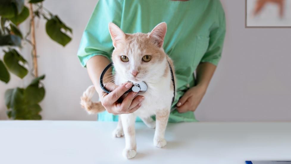 veterinarian placing a stethoscope on a cat's chest