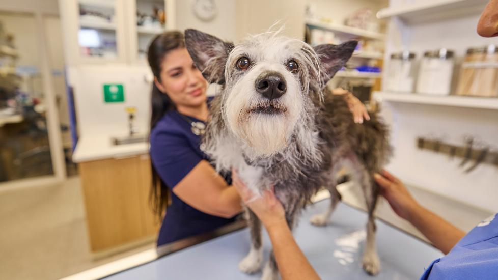 Dog get checked at the vet