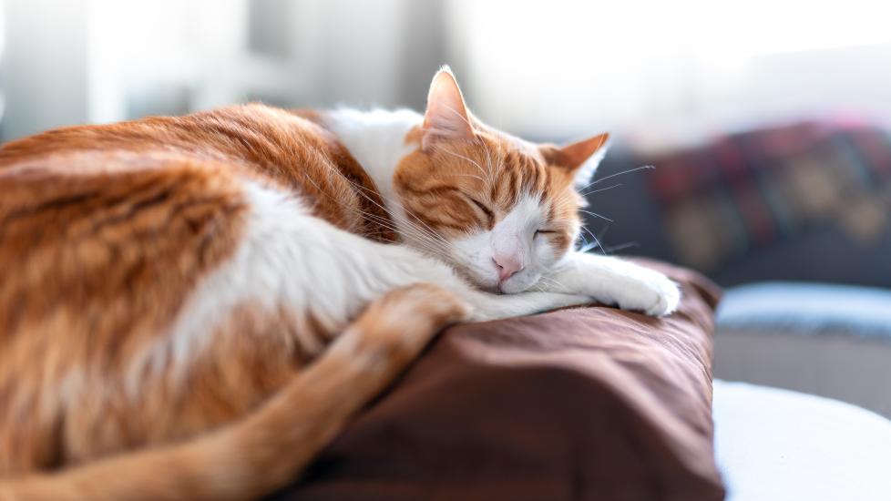 An orange and white cat sleeping on a pillow. Learn about snoring in cats.