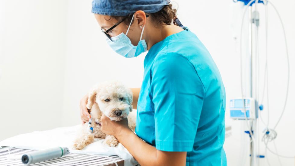 dog blood transfusions; a vet comforts a dog who is getting a blood transfusion.
