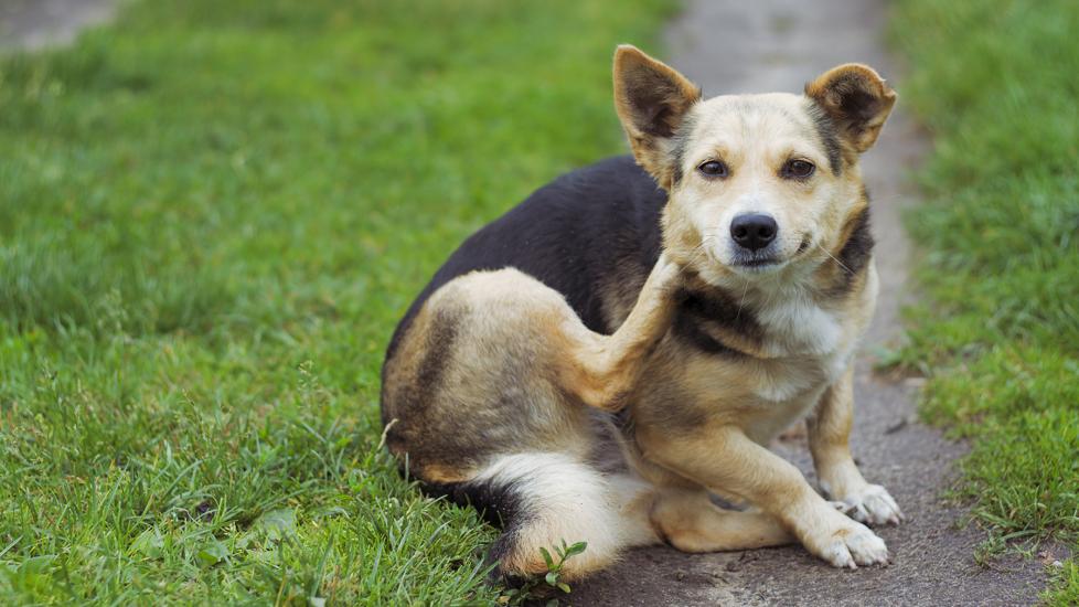 dog lice; a dog scratches.