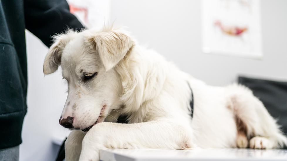 dog staph infection; a dog lays on a veterinary exam table.