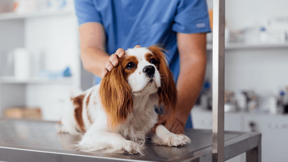 dog at the vet