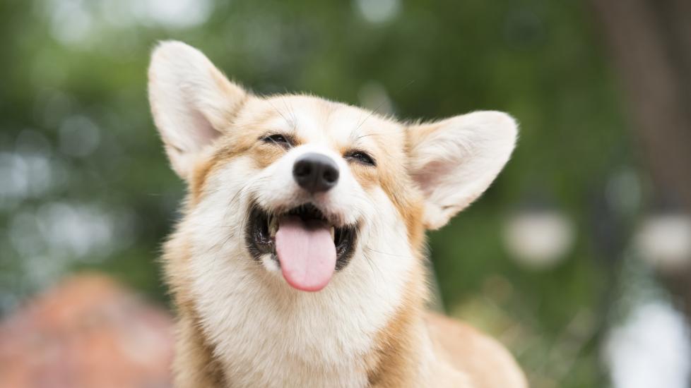 A Corgi smiling at the camera. Learn facts about your dog's tongue.