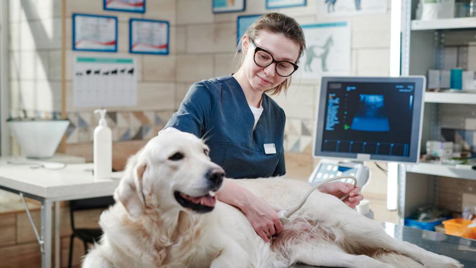 Female veterinarian doing ultrasound and analyzing the health of animal while its lying on the table in vet office