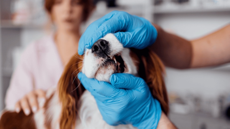 oral exam on a dog