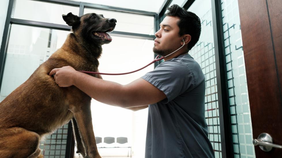 heart disease in dogs; a veterinarian listens to a dog’s heart in a veterinary office. 