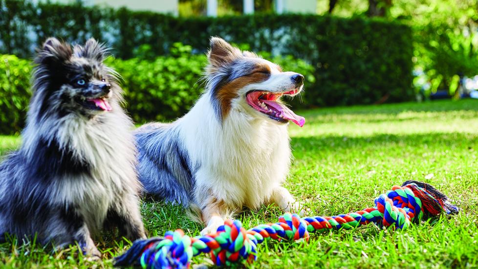 Dogs waiting outdoors