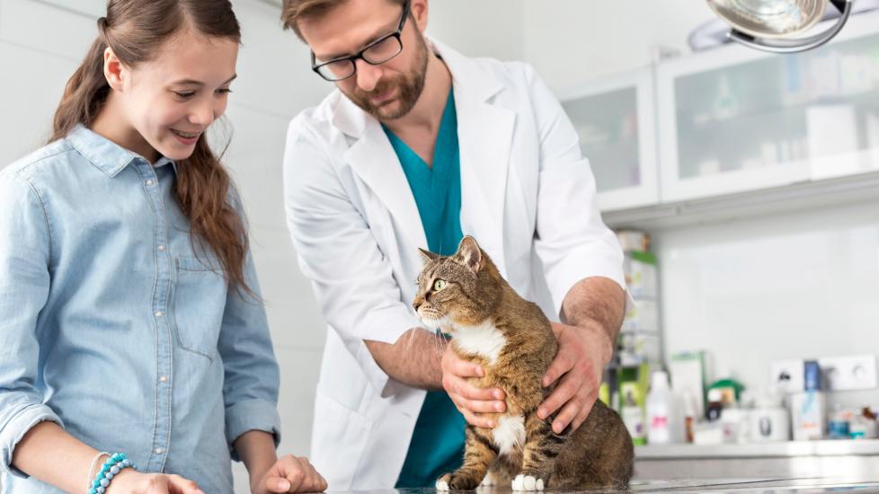hip dysplasia in cats; a vet examines a cat for hip dysplasia. 