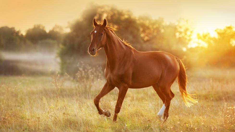 Horse running in a field in summer