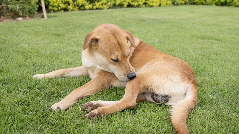 itchy dog; a dog bites themselves to relieve an itch.