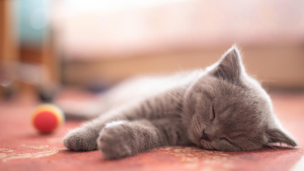 A cat snoozes on the floor