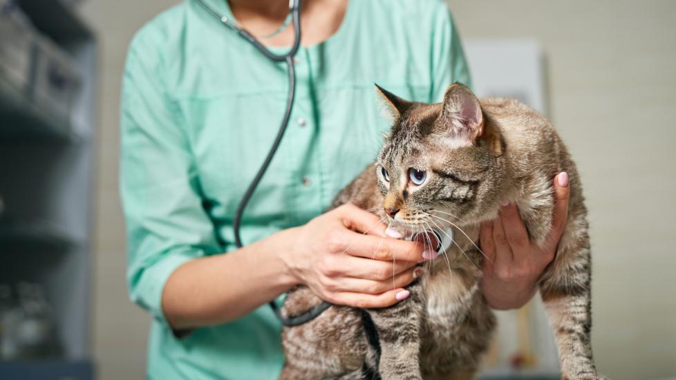 mammary cancer in cats; a veterinarian examines a cat. 
