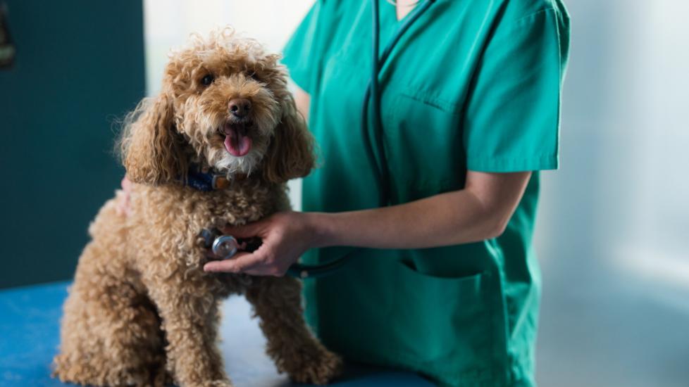 pneumonia in dogs; a dog’s lungs are examined by their veterinarian.