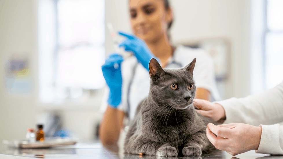 veterinarian preparing to give cat a vaccine