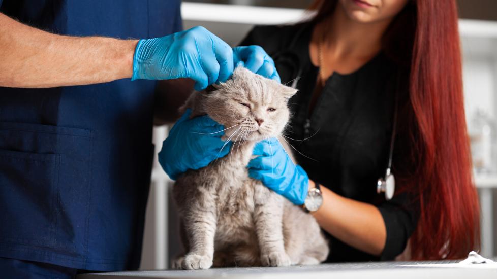 shock in cats; two veterinarians examine a cat in a vet’s office.