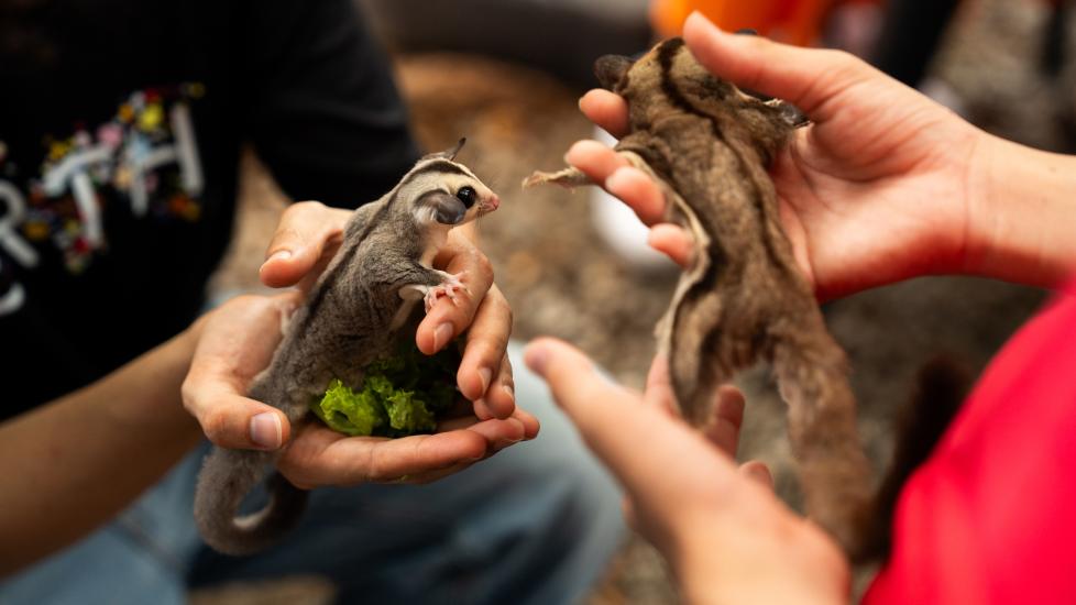 sugar gliders; a pair of sugar gliders are held by their pet parents.