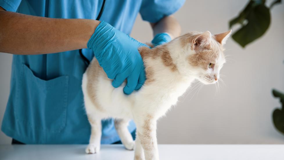urinary blockage in cats; a cat is examined by a veterinarian. 