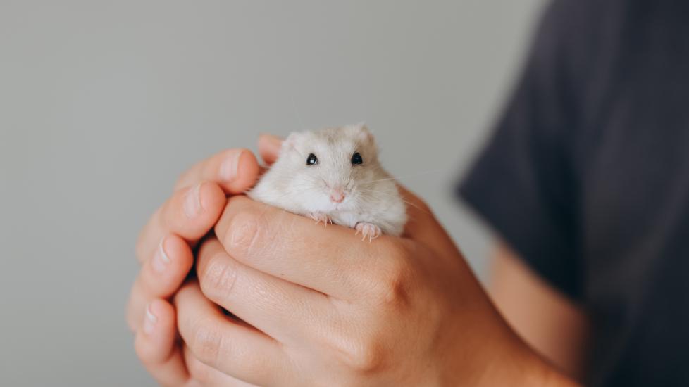 why is my hamster sneezing; a vet holds a hamster in their hands.