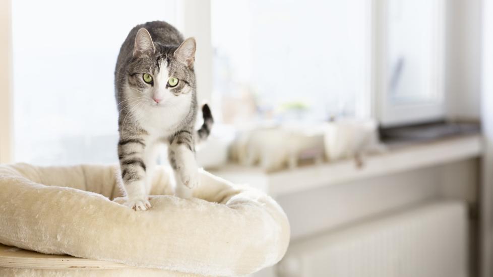 A tabby and white cat kneading his bed. Learn why some cats knead.