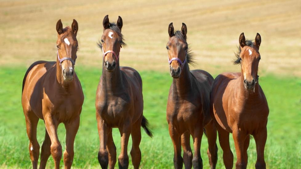 Four young horses standing together in a field