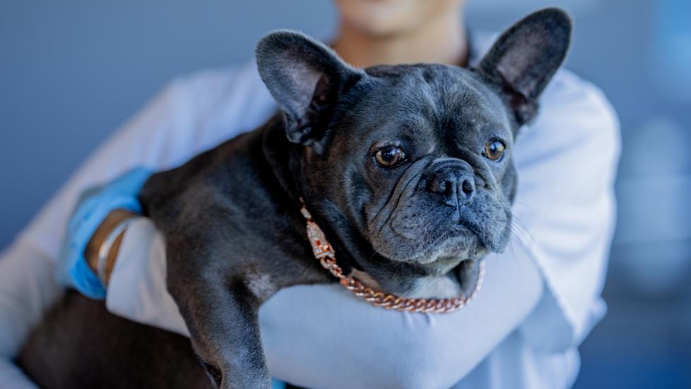 lungworm in dogs; a French Bulldog is held by their veterinarian. 
