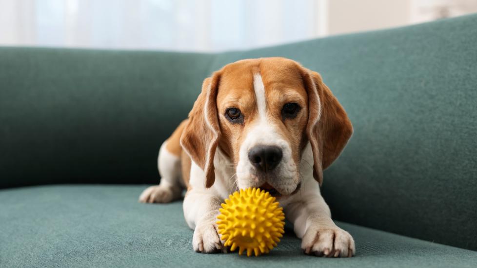 A Beagle lying on a chair with a yellow toy. Learn why dogs like squeaky toys.