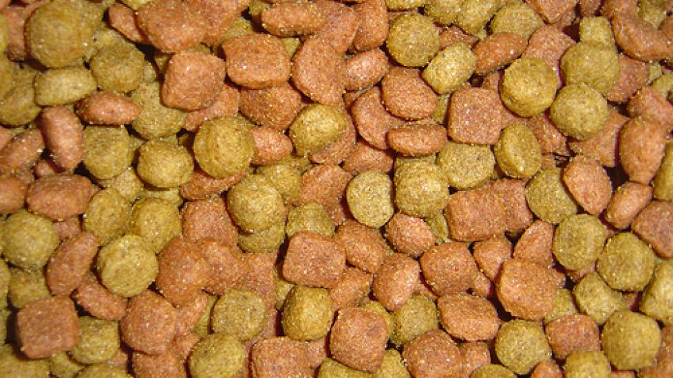 Pet Food What You Need to Know for Your Pet s Sake PetMD