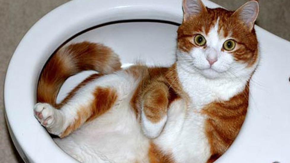 Feline Urinary Issues: Treating Urinary Tract Infections