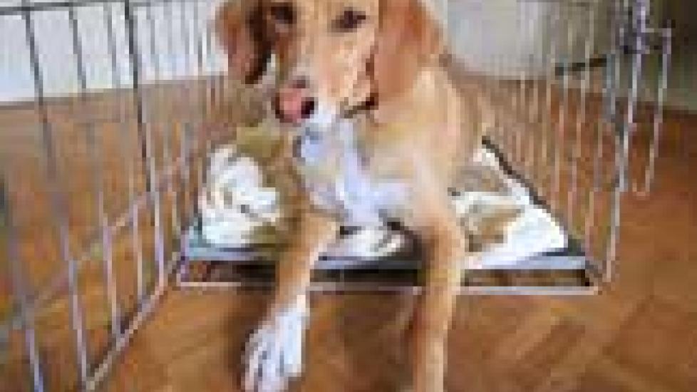 Everyone Needs Their Own Space PetMD