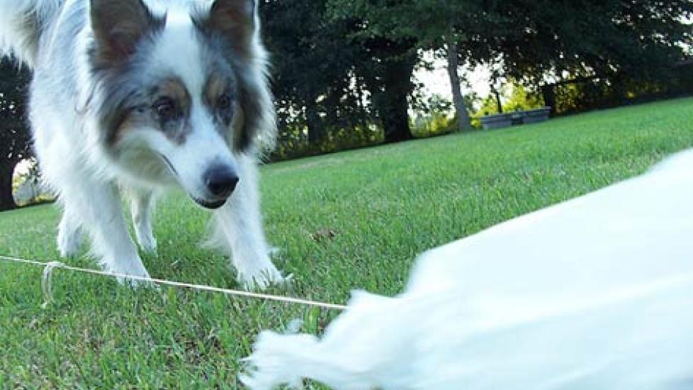 Lure Coursing: The Sport for Dogs that are Born to Chase