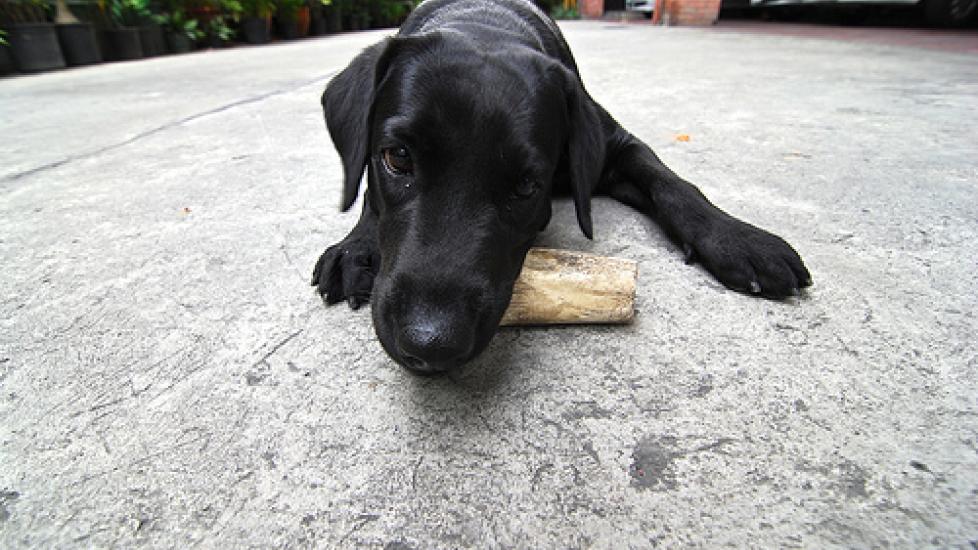 are smoked turkey leg bones safe for dogs