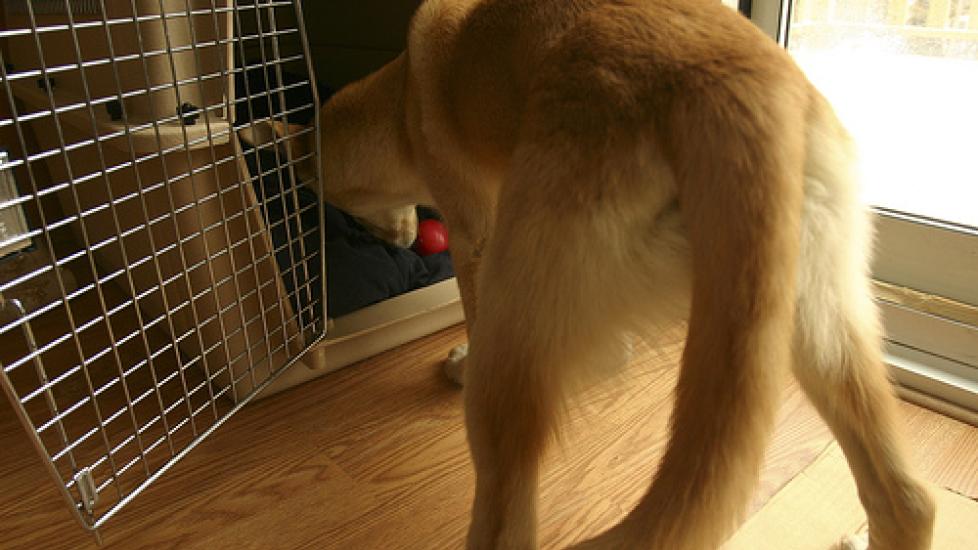 Canine Positive Portable Kennel Training