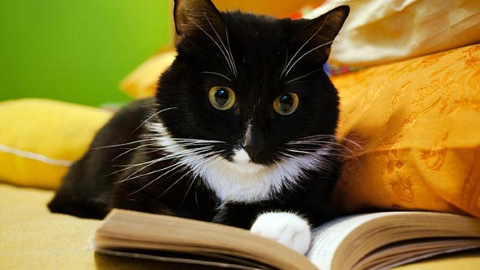 4 Facts About Your Cat’s Brain