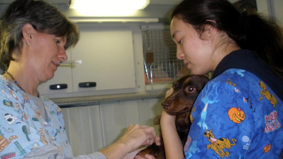 Veterinary Specialists: Who Are They, Really