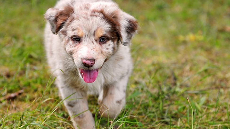 Shepherd Ruff Luck Dog Rescue Petfinder A Clean Bill Of Health PetMD