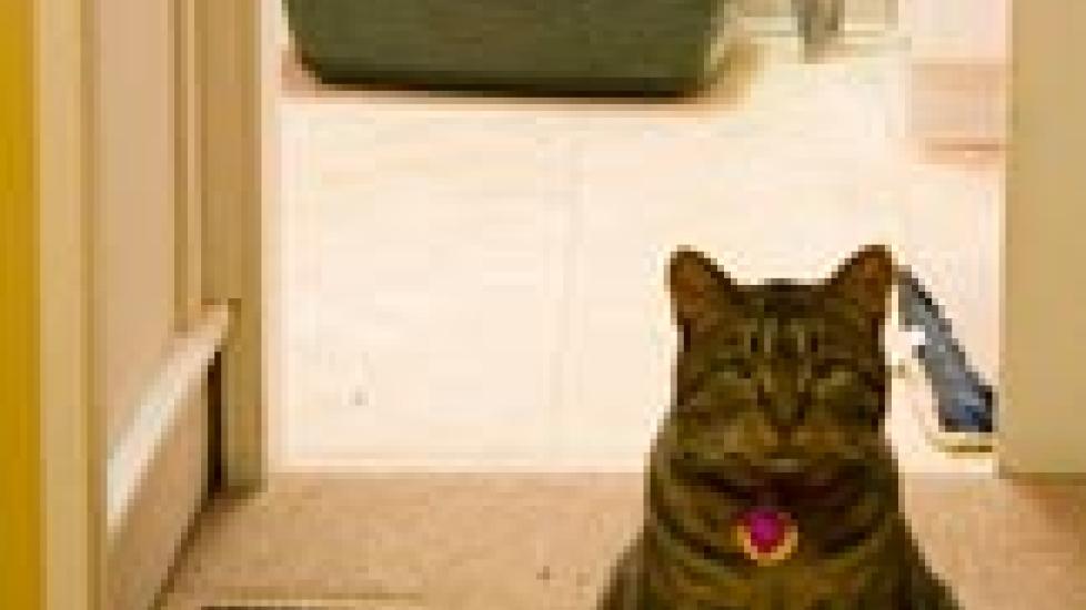 Feline Urinary Issues: Common Medical Causes of Inappropriate Urination